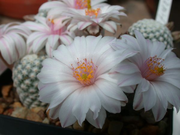 Mammillaria  albiflora